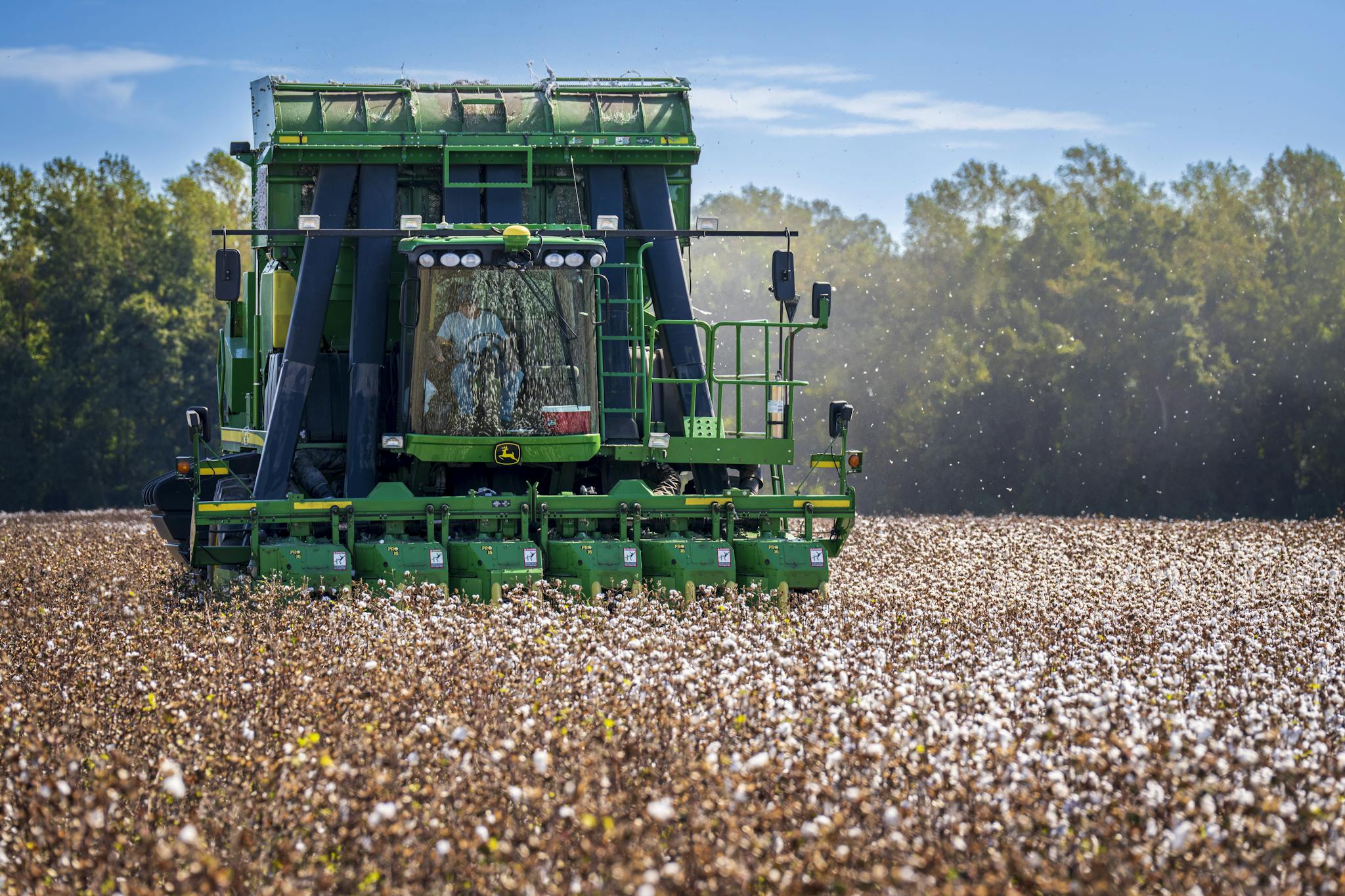 A green harvester working in a vast cotton field under a clear blue sky.