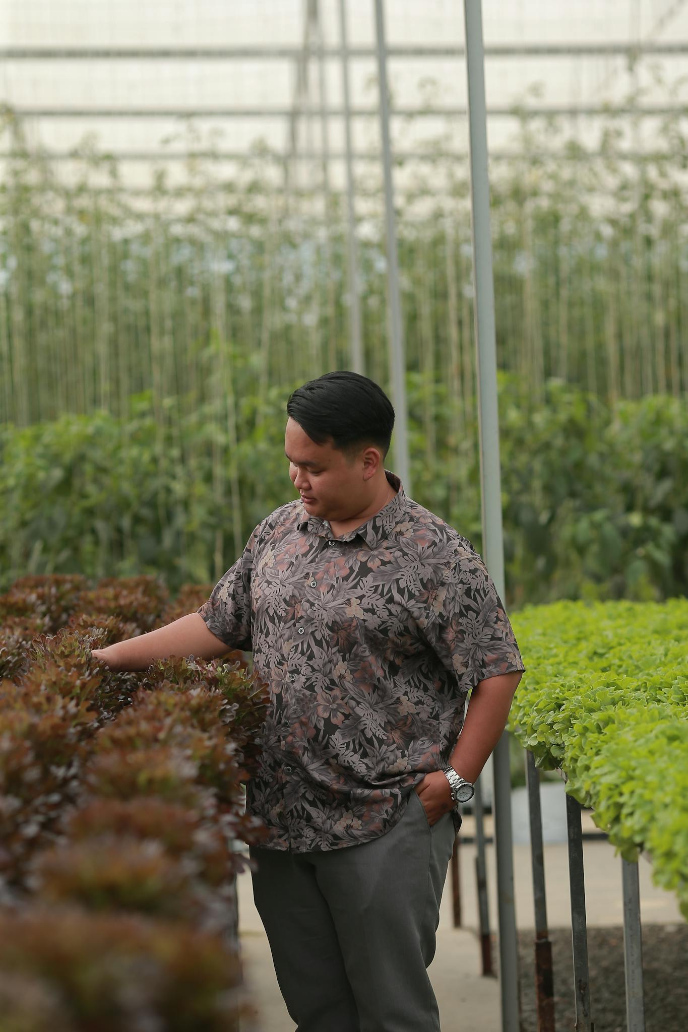 A man inspects various plants in a modern greenhouse setting.